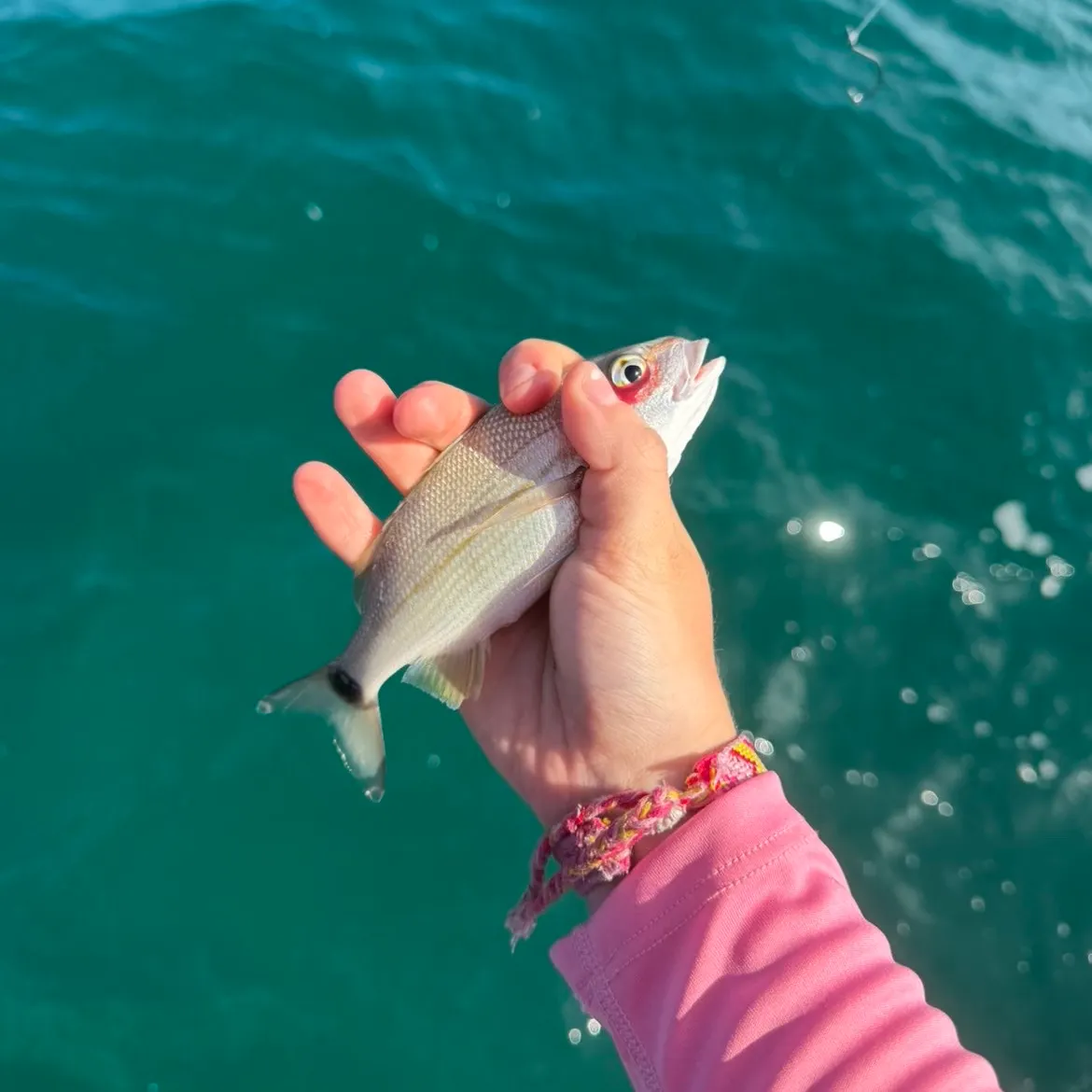 The most recent Scup catches on Fishbrain