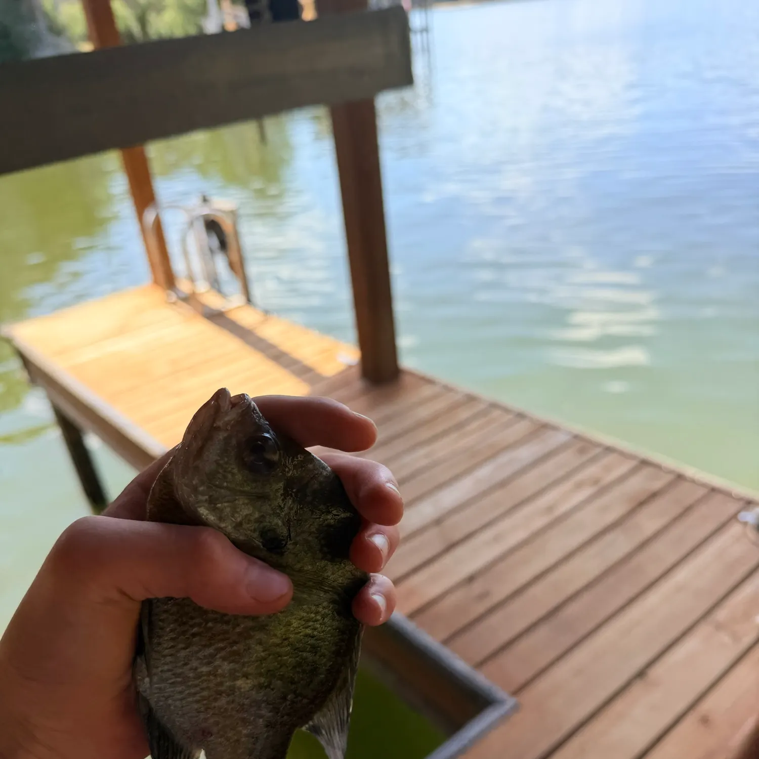 Bluegill caught on Fishbrain