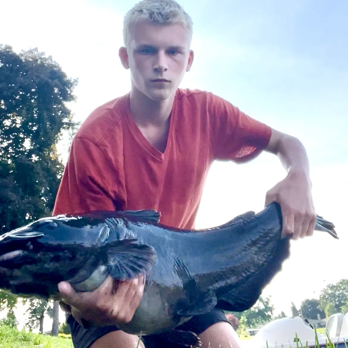 Channel catfish caught on Fishbrain