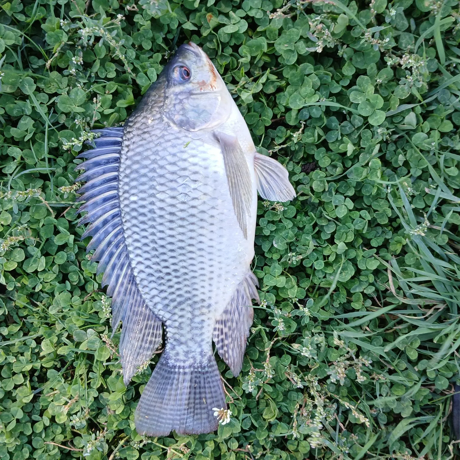 Nile tilapia caught on Fishbrain