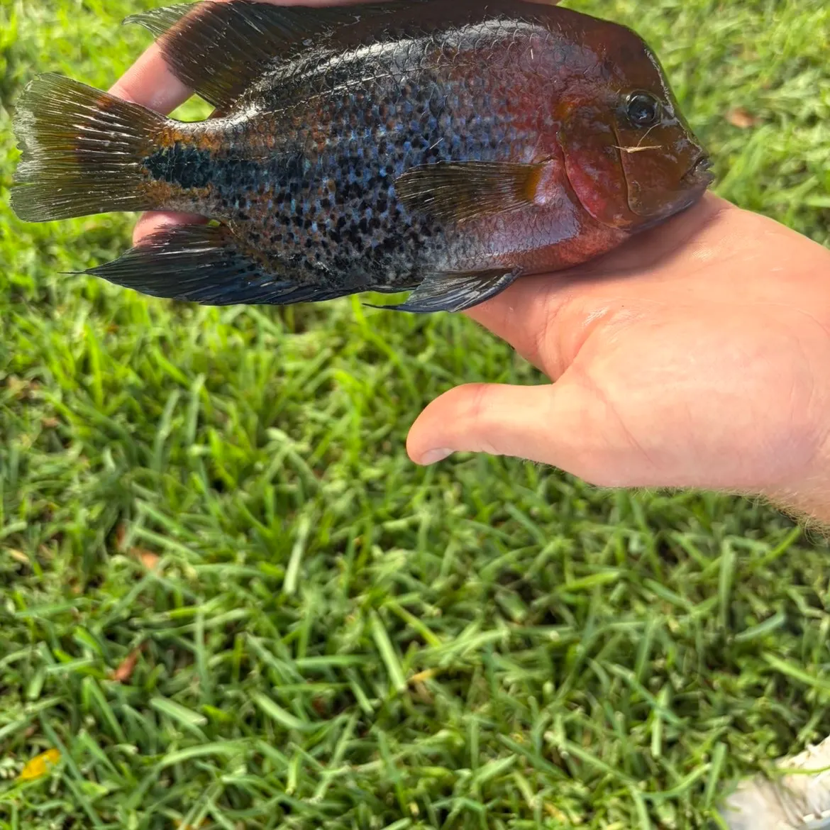 Redhead cichlid caught on Fishbrain