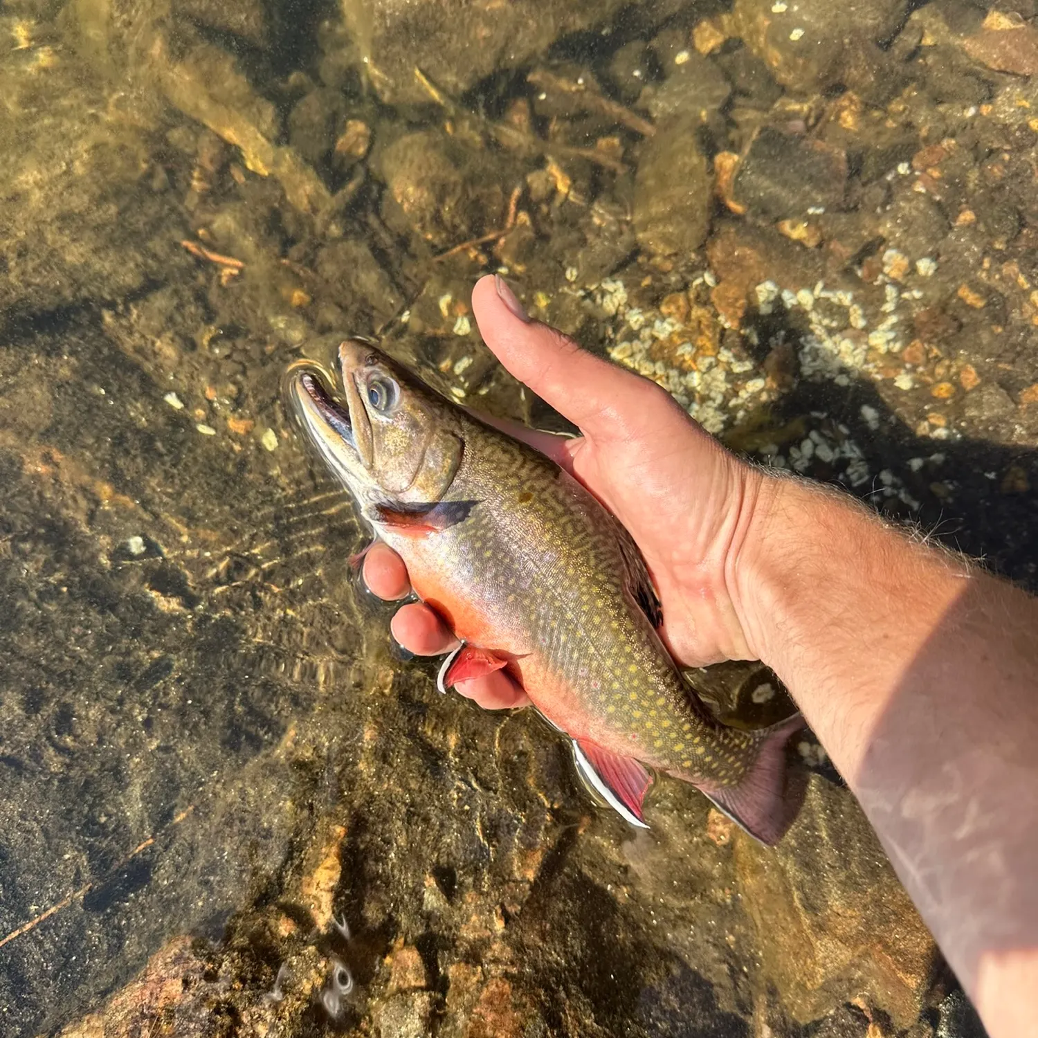 Brook trout caught on Fishbrain