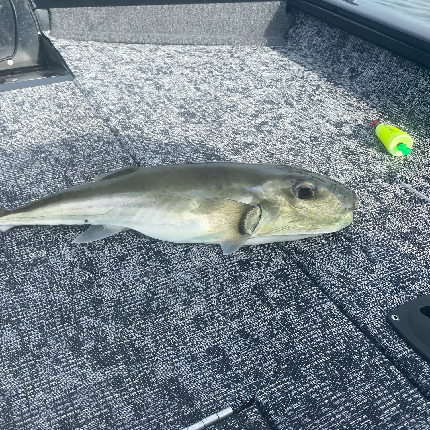 The most recent Smooth puffer catches on Fishbrain