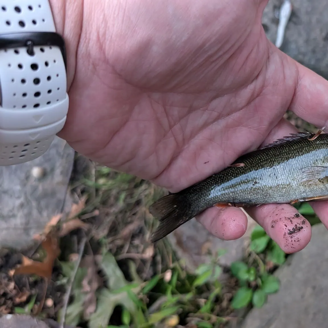 Smallmouth bass caught on Fishbrain