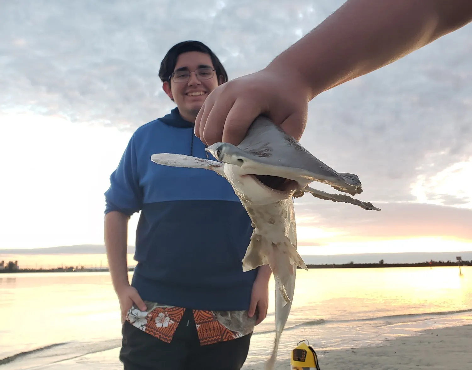 Smooth hammerhead shark