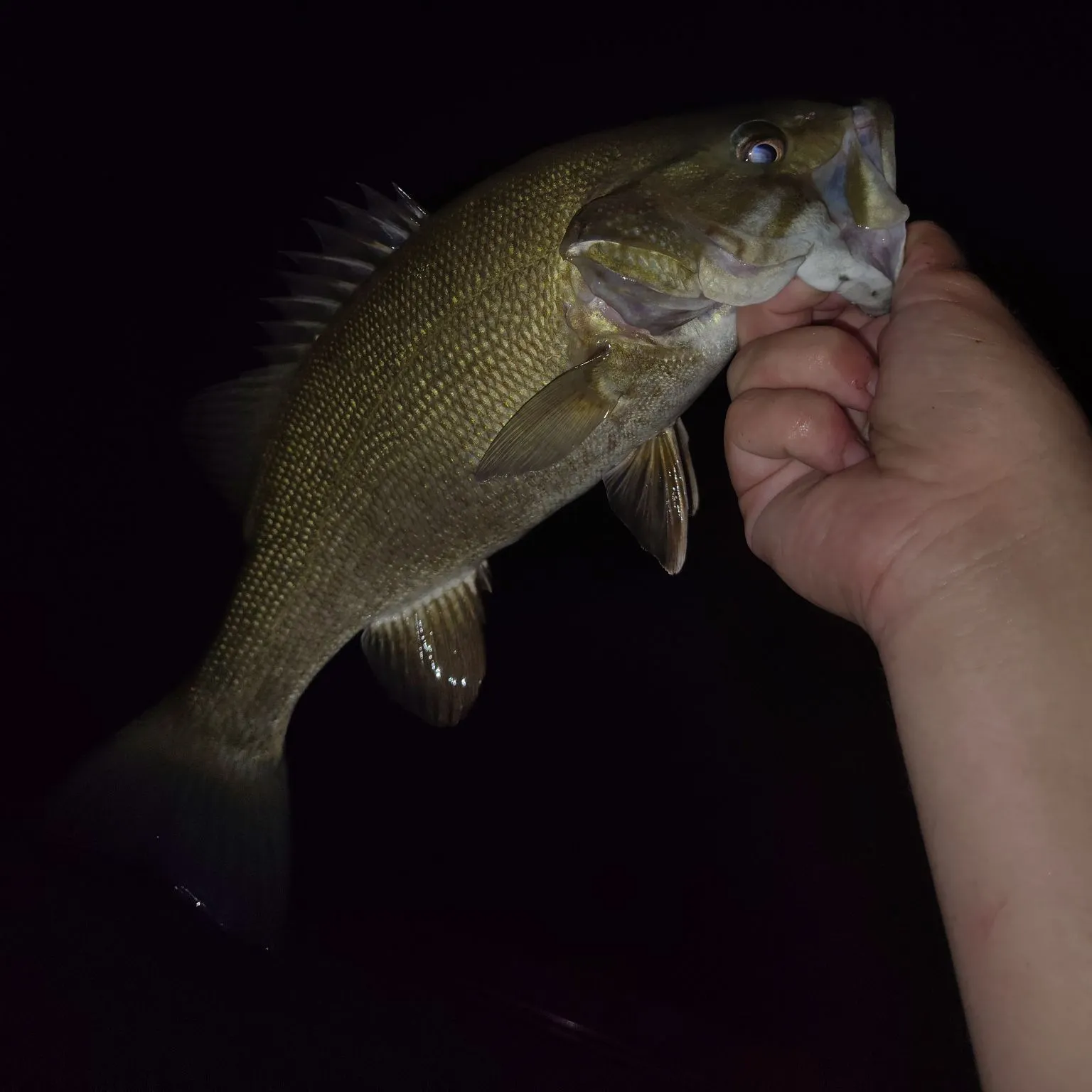 Smallmouth bass caught on Fishbrain