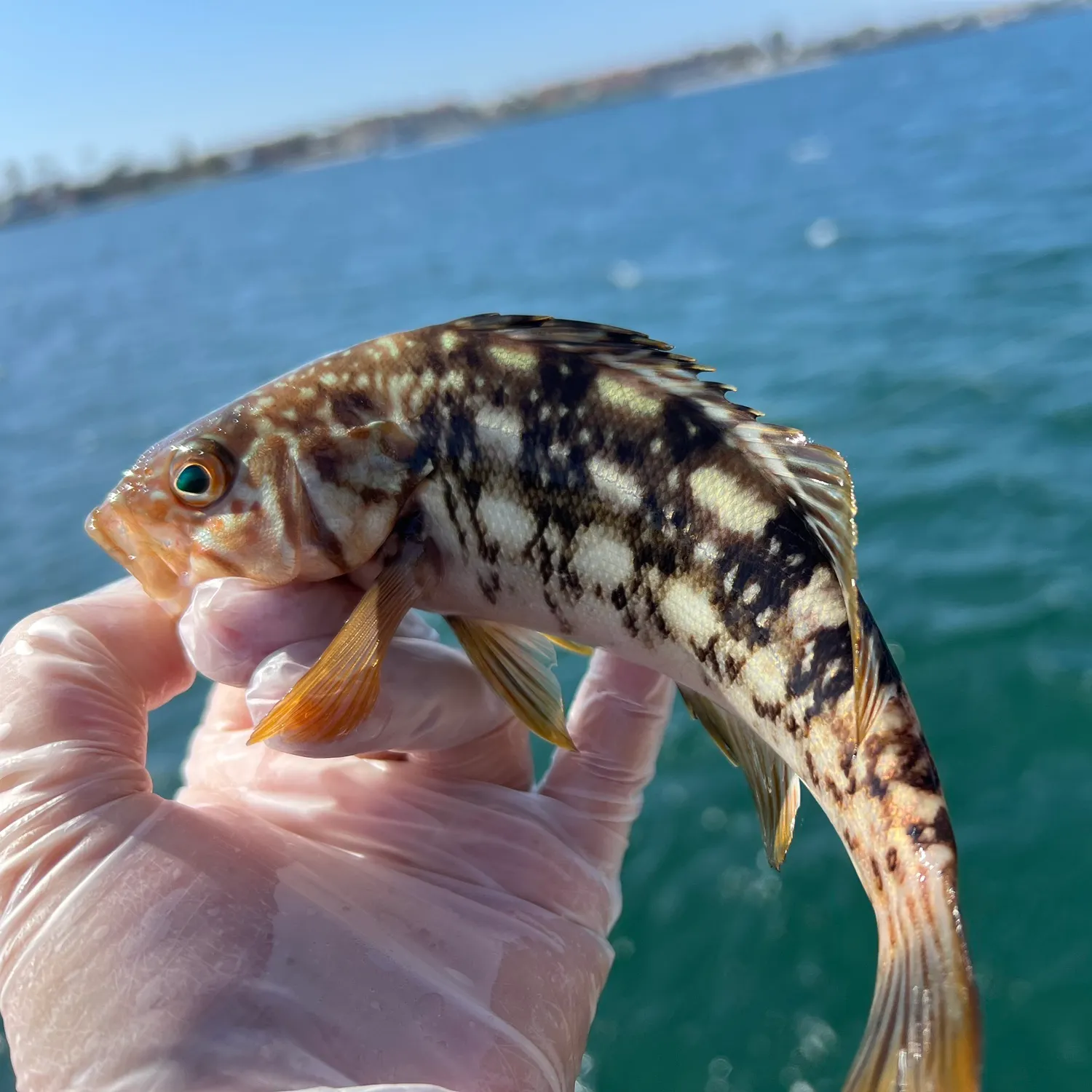 The most recent Kelp bass catches on Fishbrain