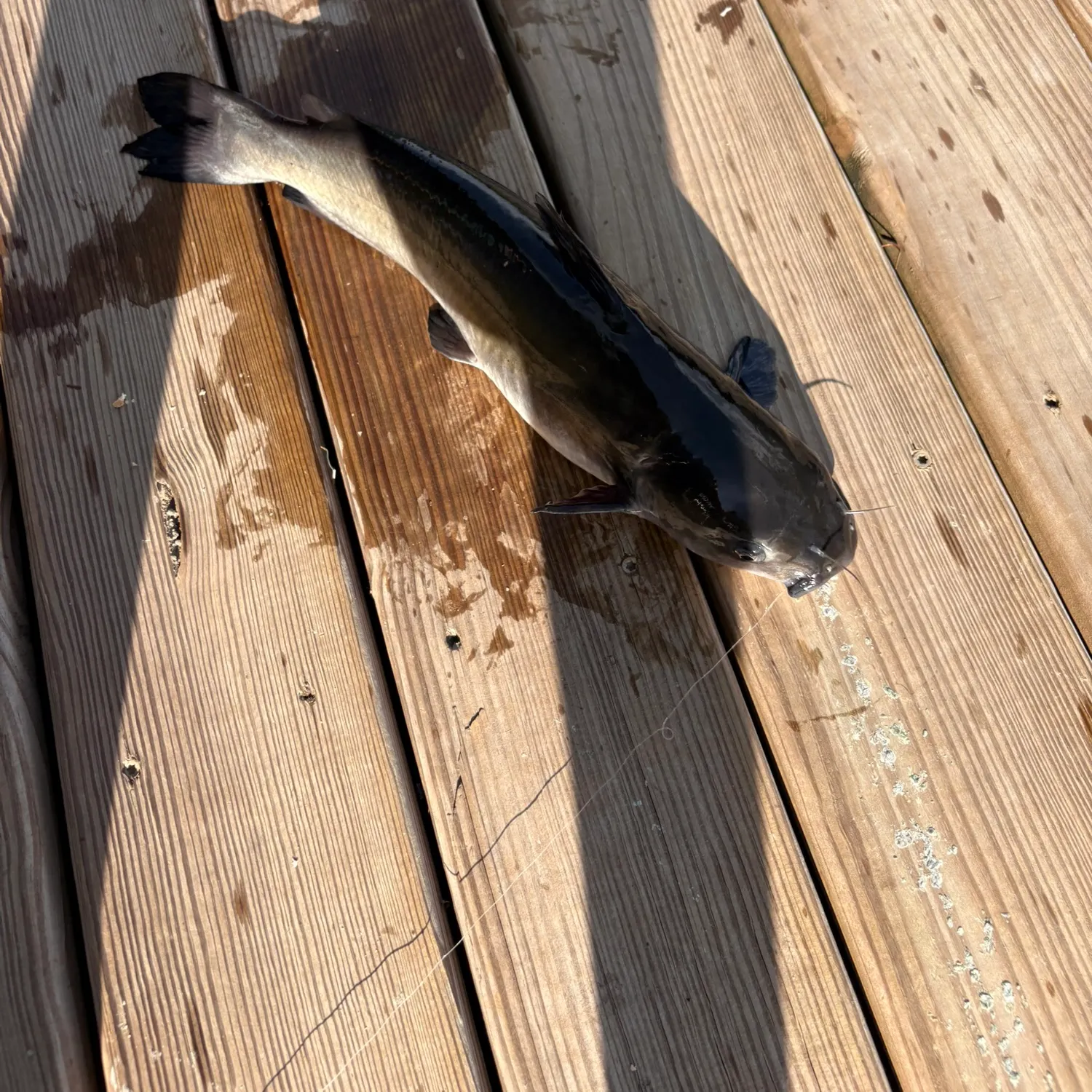 Channel catfish caught on Fishbrain