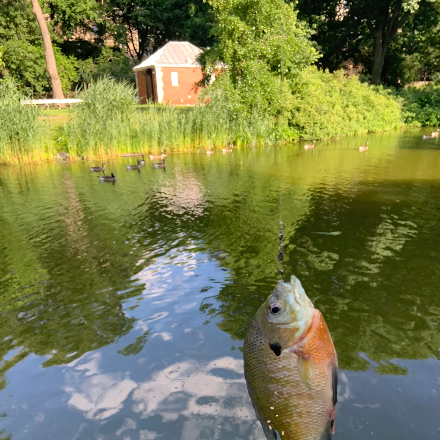 catch