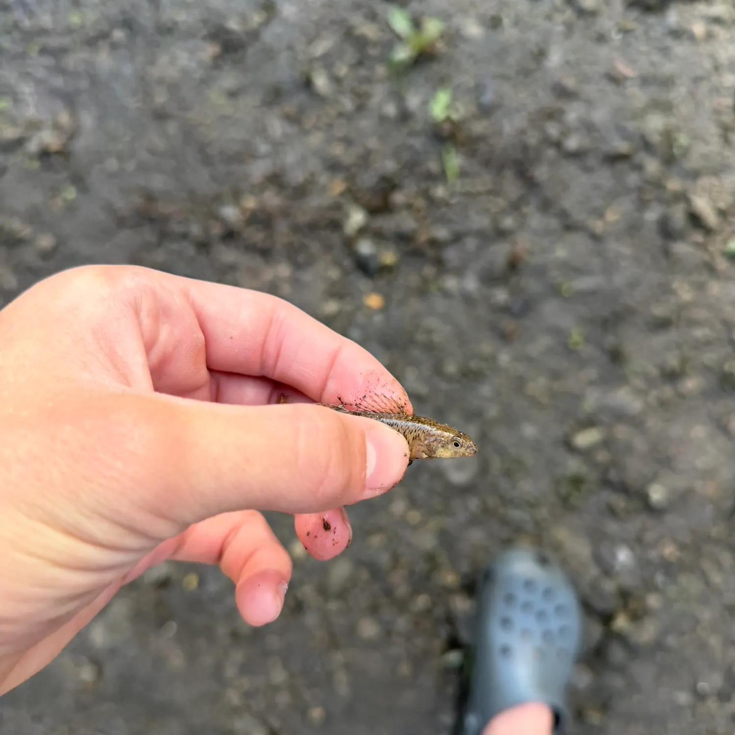 The most recent Johnny darter catches on Fishbrain