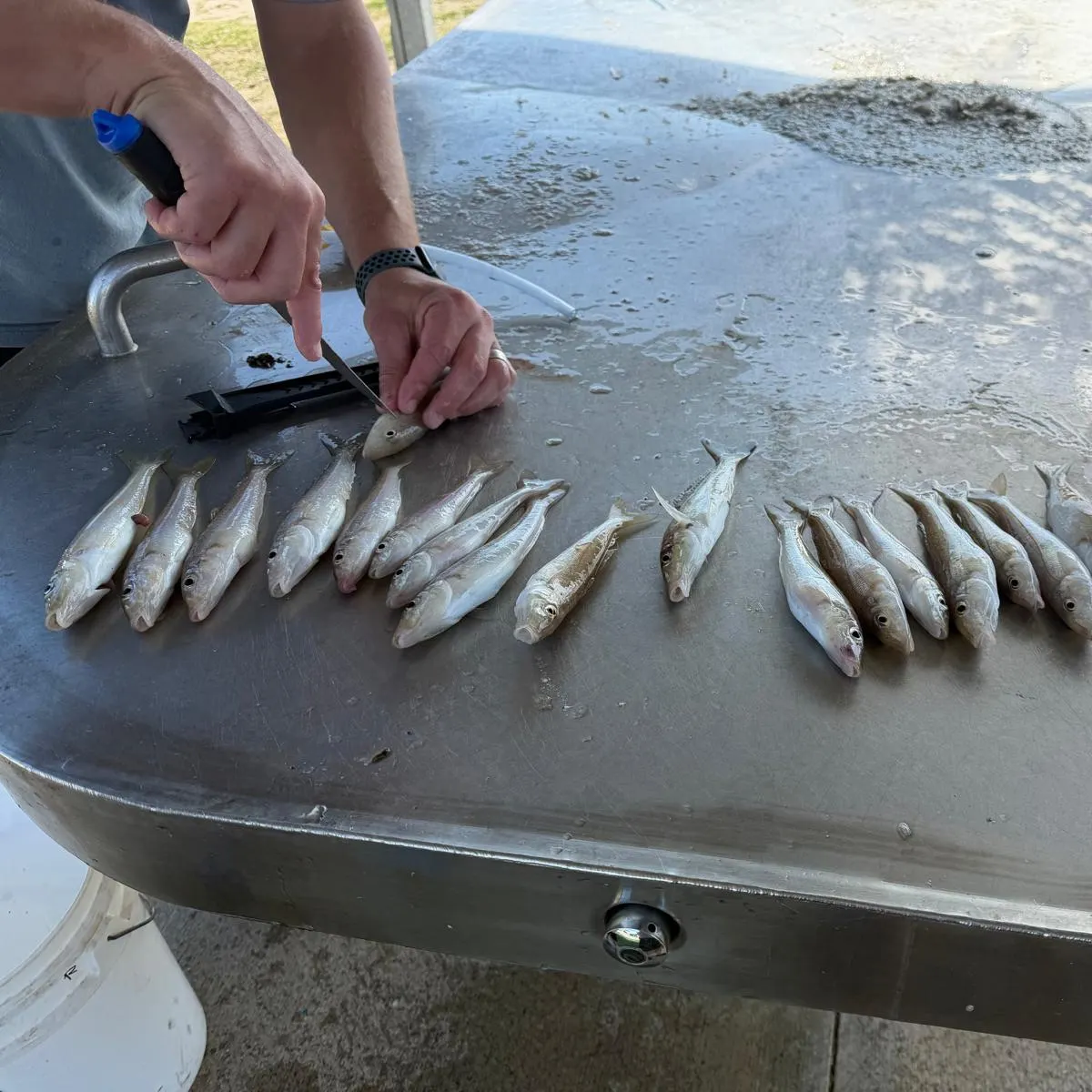 The most recent Sand sillago catches on Fishbrain