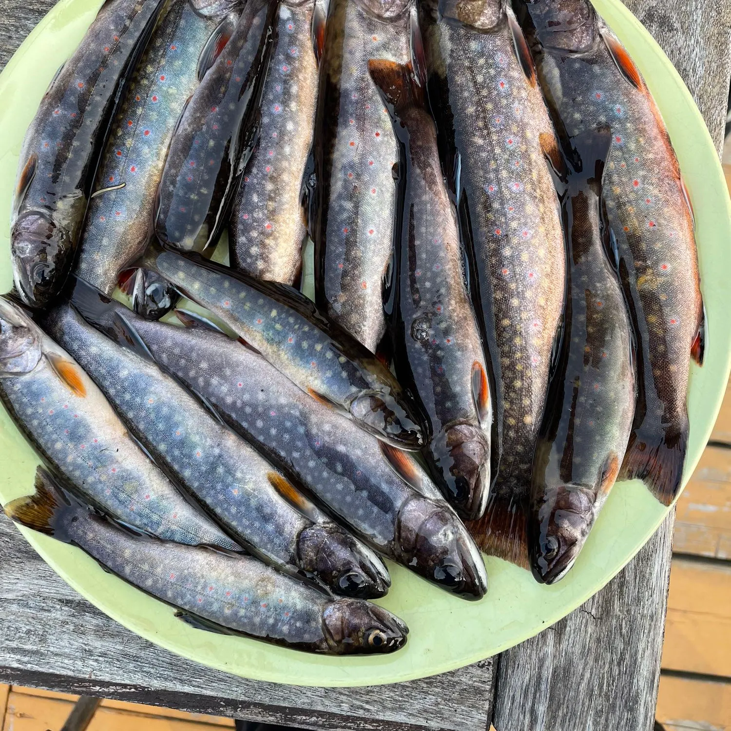recently logged catches