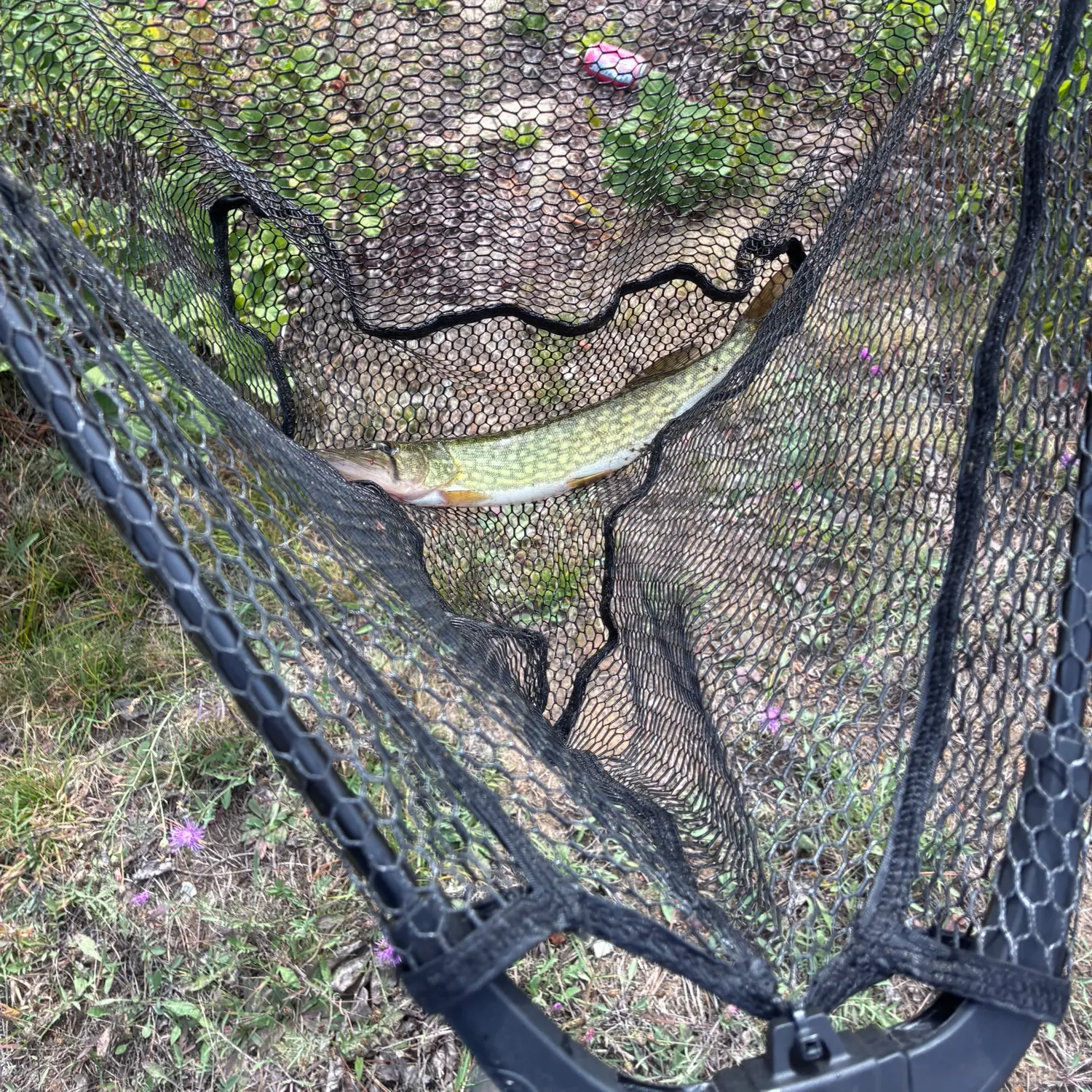 Chain pickerel caught on Fishbrain