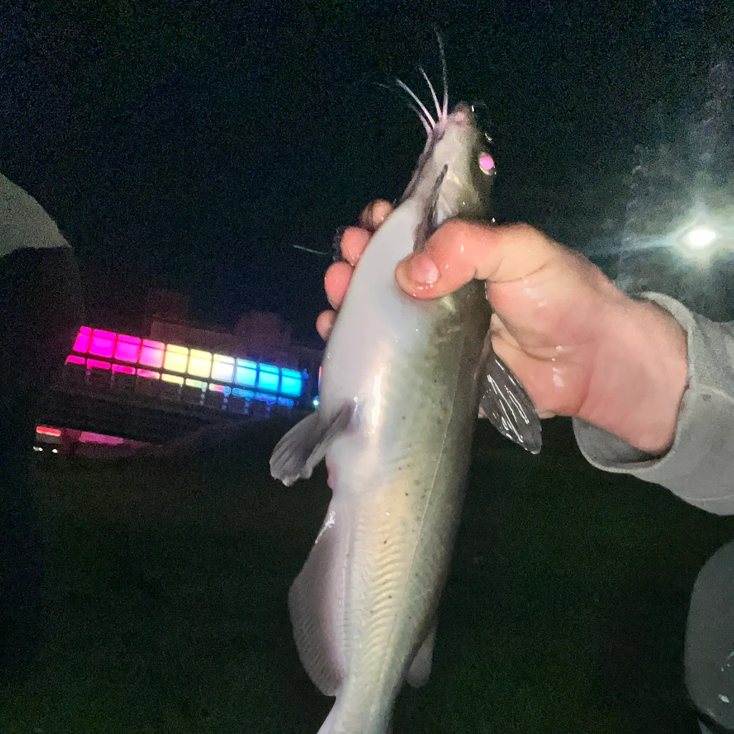 Channel catfish caught on Fishbrain
