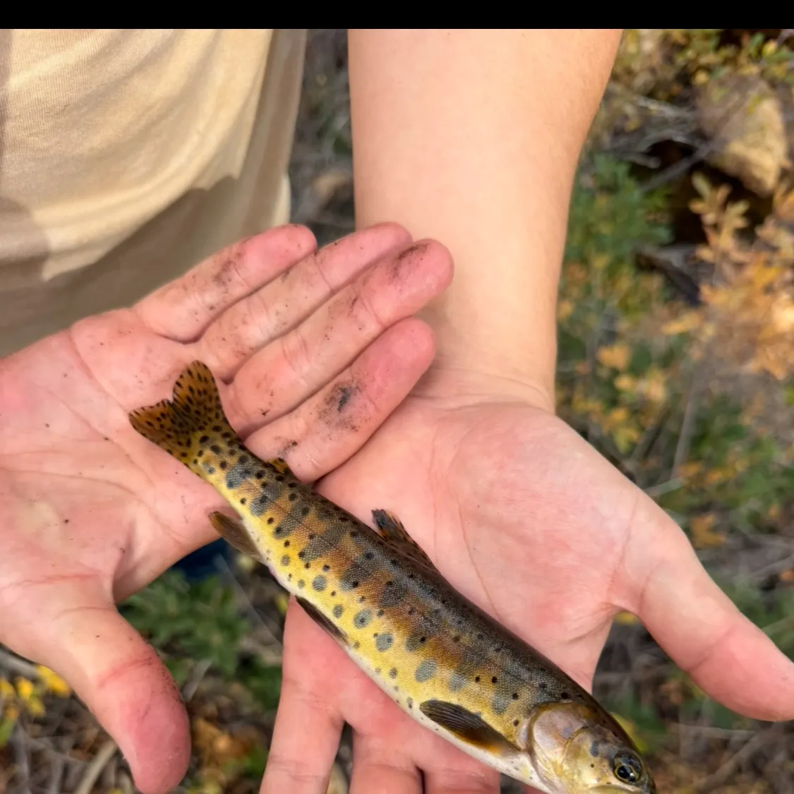 Lahontan cutthroat trout caught on Fishbrain