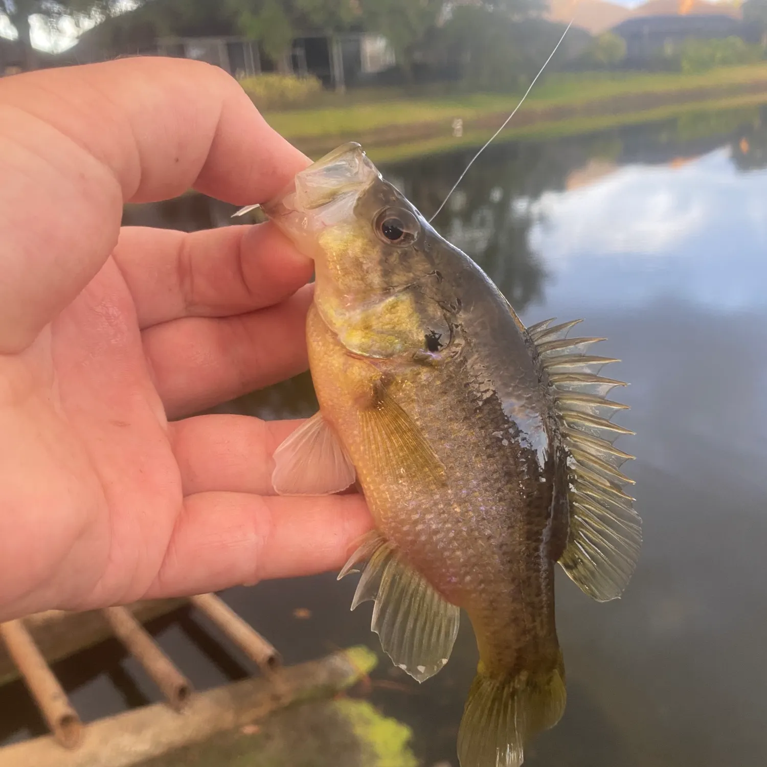 The most recent Warmouth catches on Fishbrain