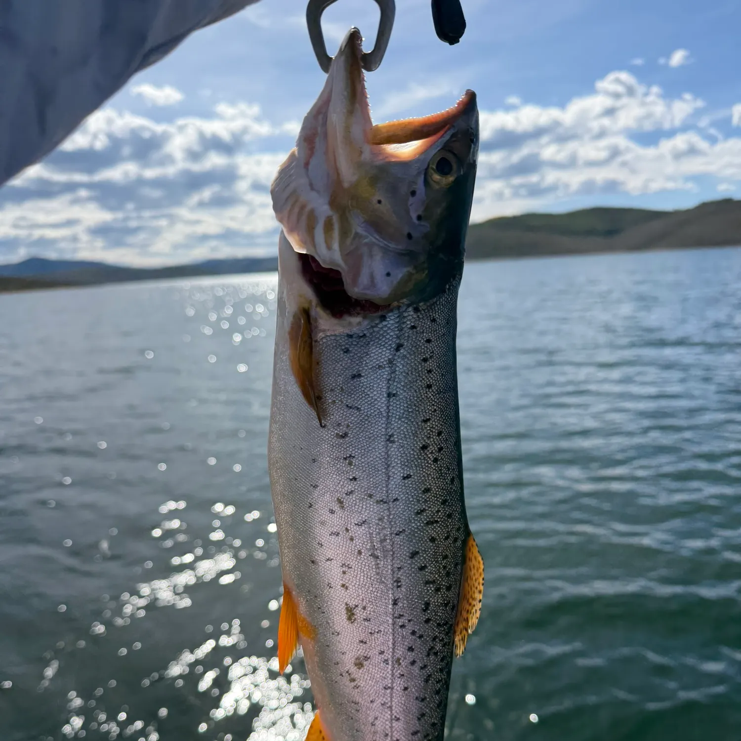 Cutthroat trout caught on Fishbrain