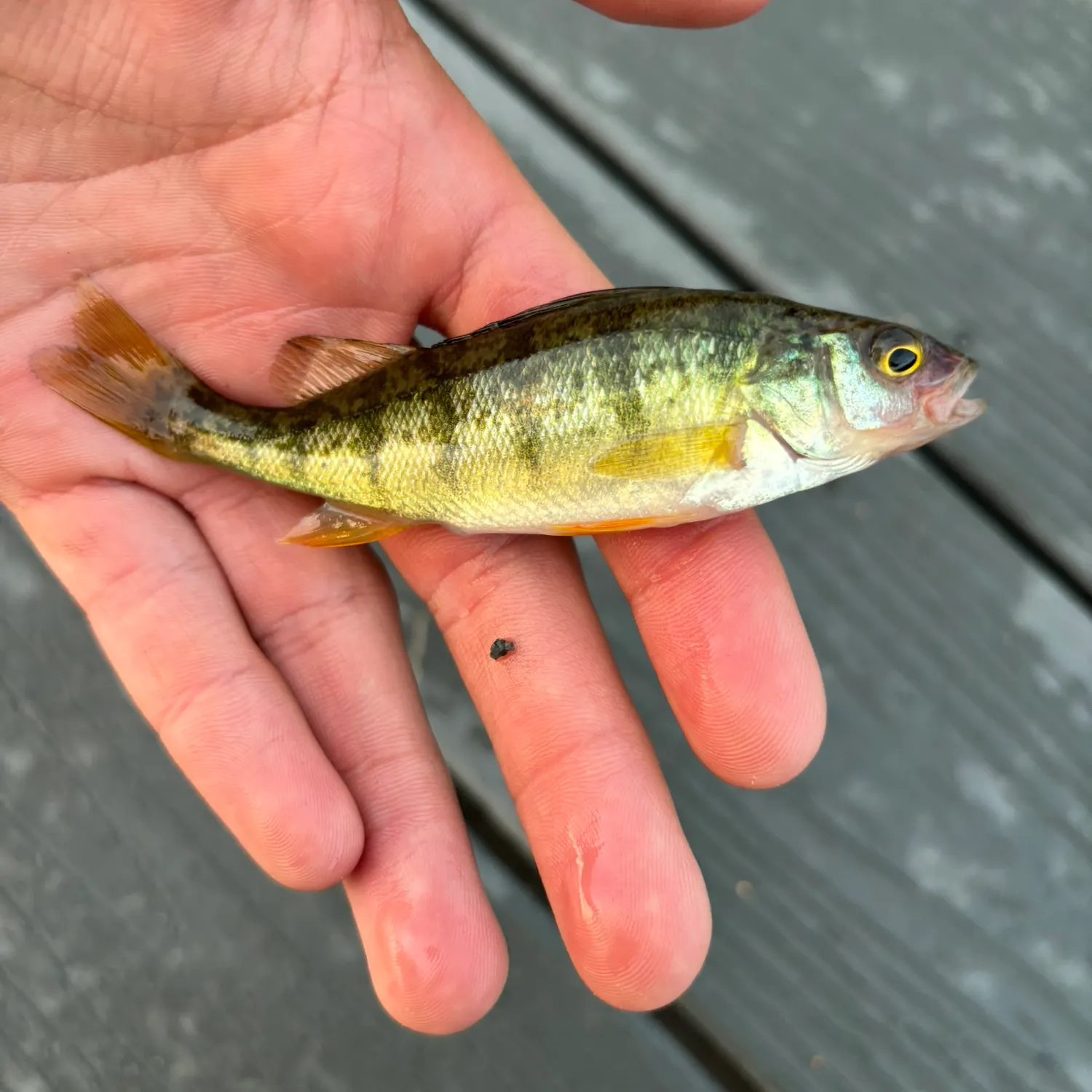 Yellow perch caught on Fishbrain