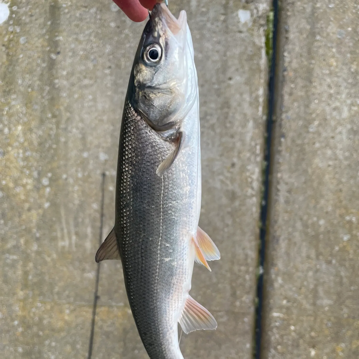 The most recent Big-scaled redfin catches on Fishbrain