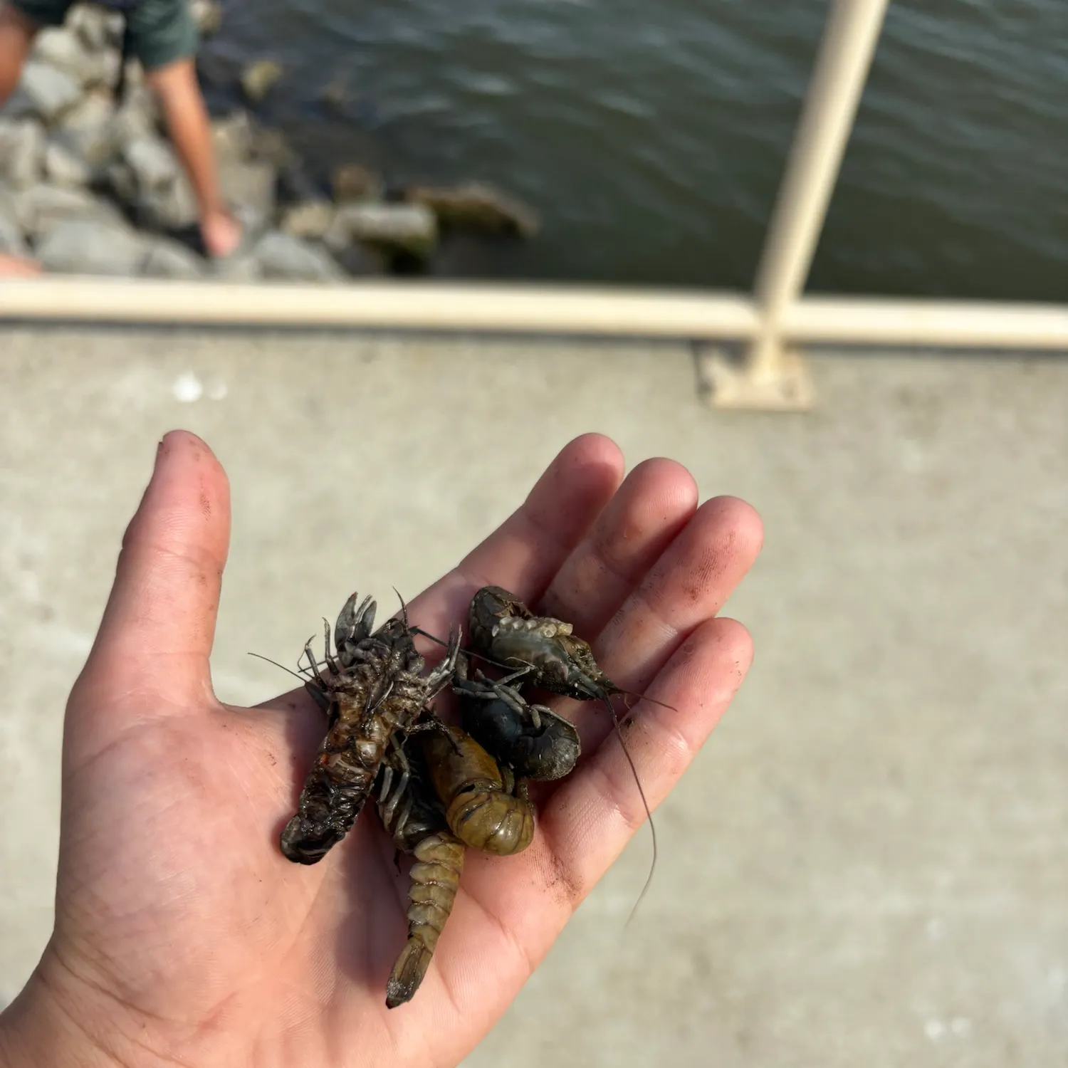 Fish caught on Fishbrain