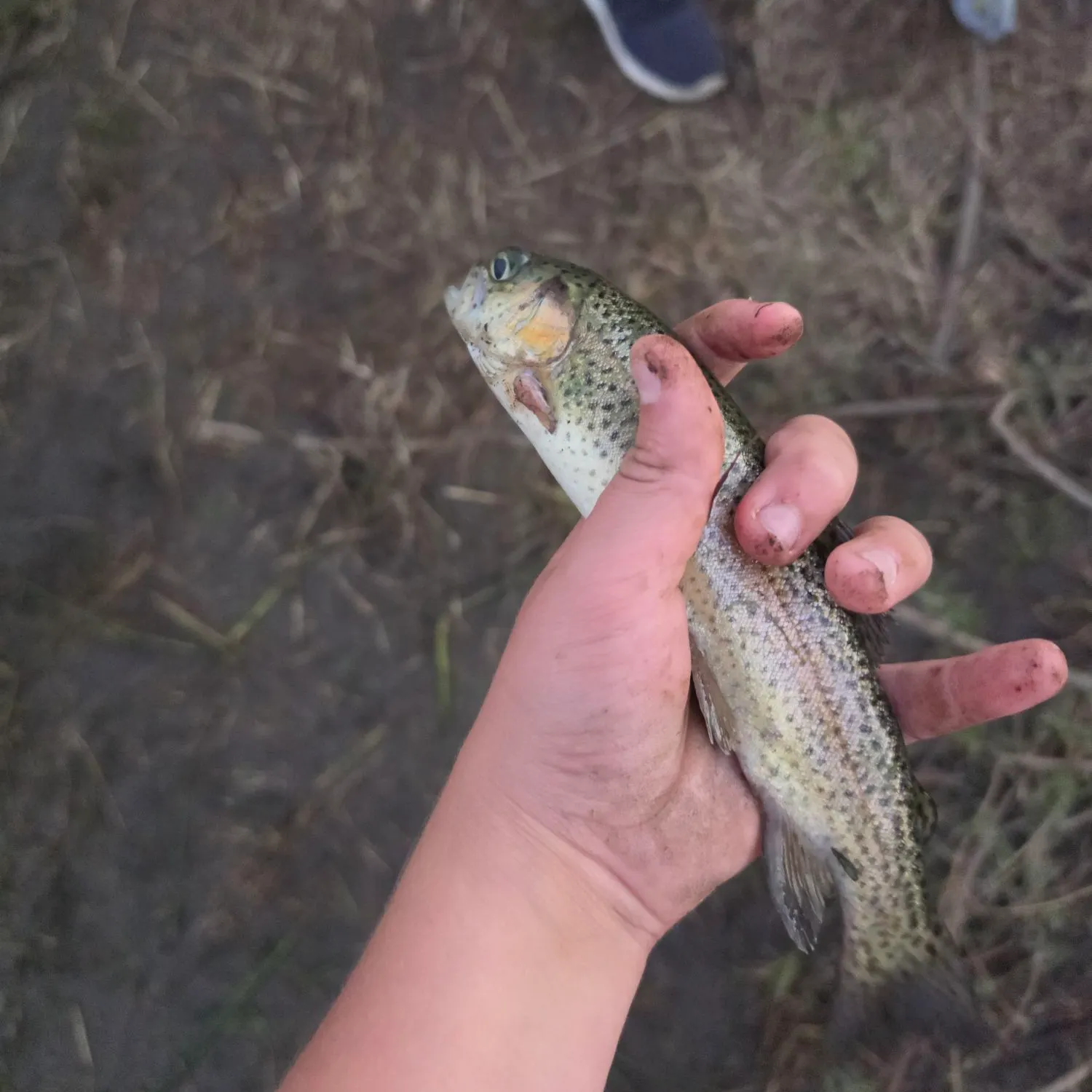 Rainbow trout caught on Fishbrain