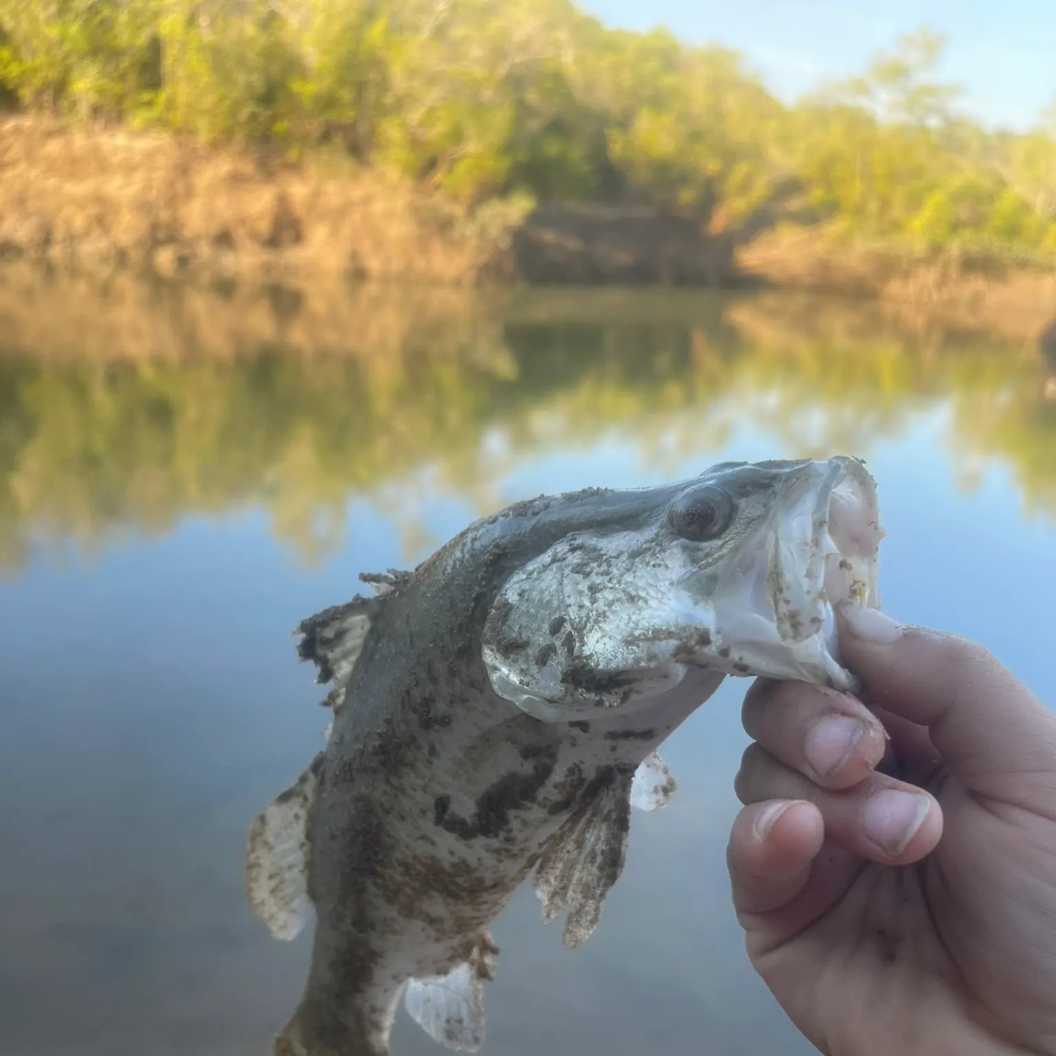 The most recent Barramundi catches on Fishbrain