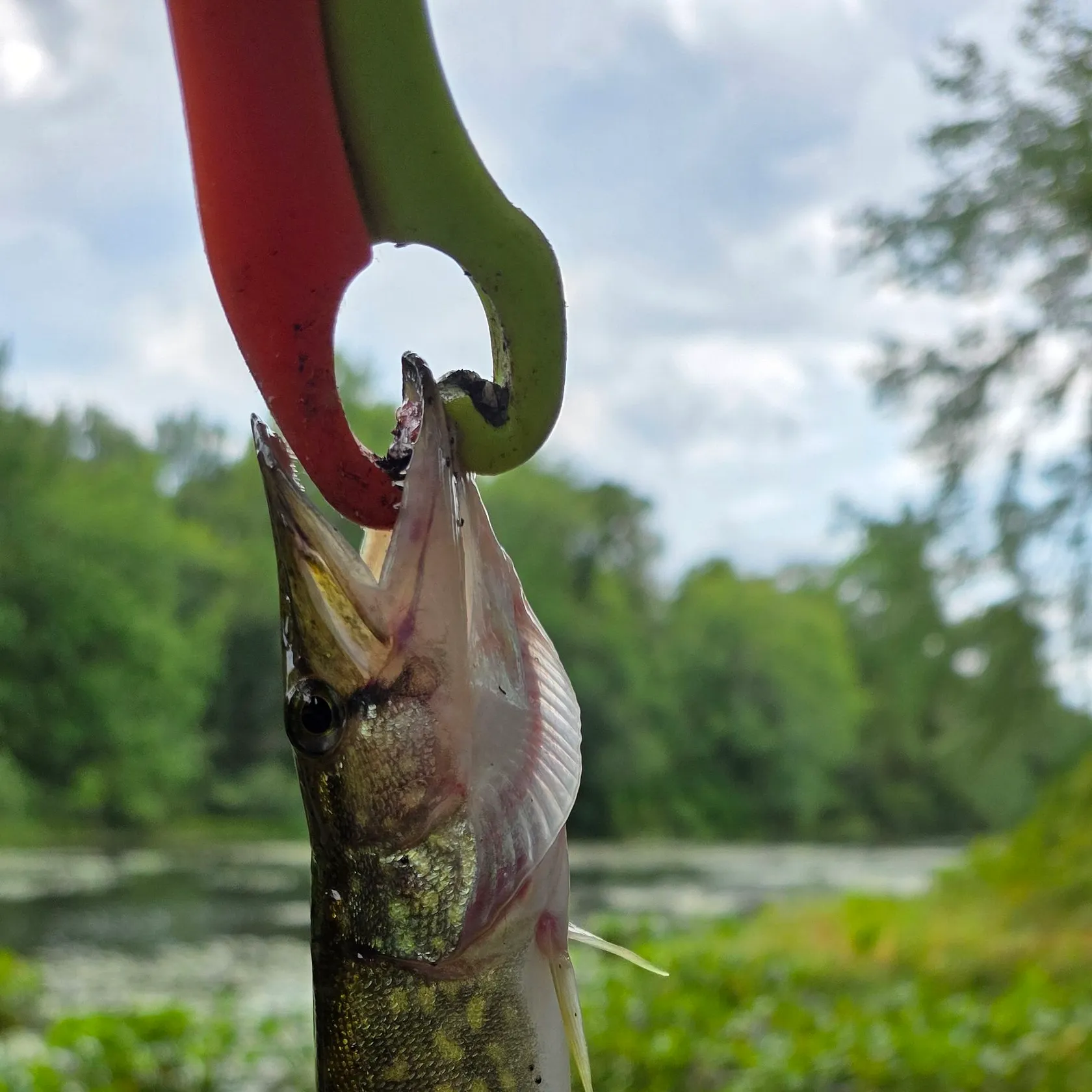Chain pickerel caught on Fishbrain
