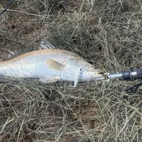 Barramundi caught on Fishbrain
