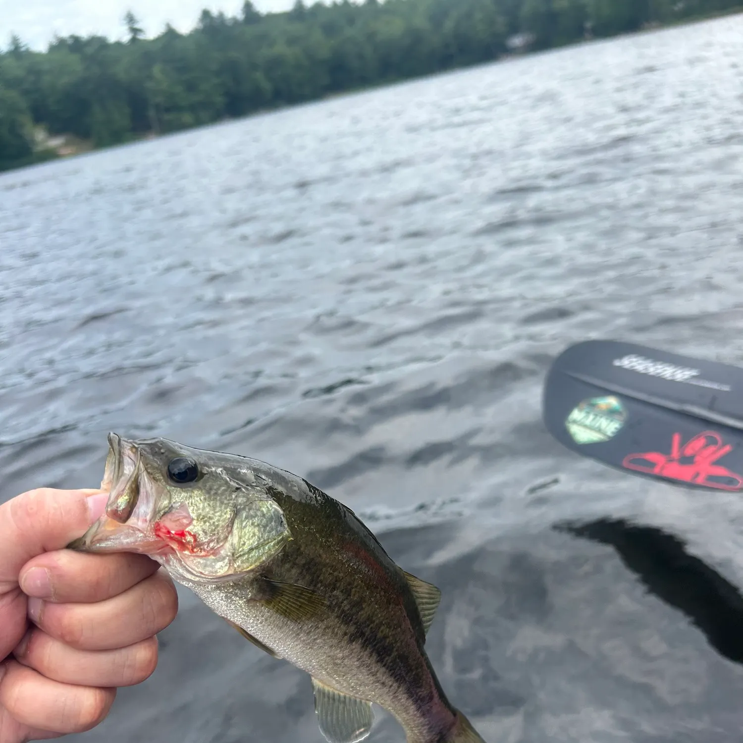 angler catch