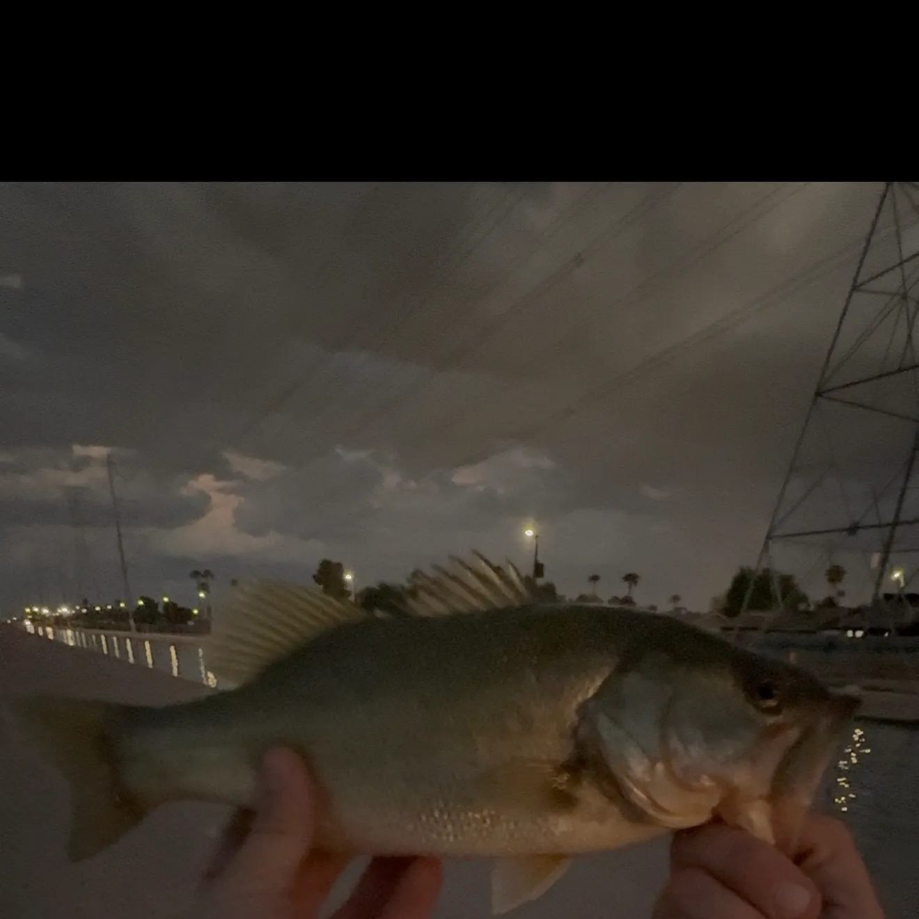 Largemouth bass caught on Fishbrain