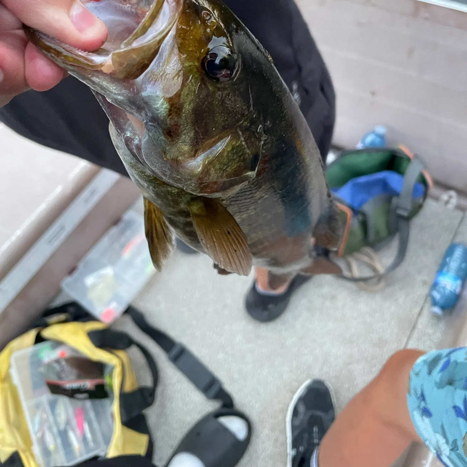 Smallmouth bass caught on Fishbrain