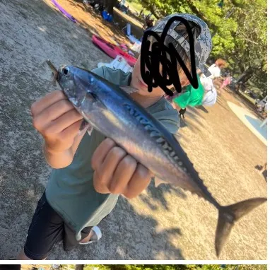 The most recent Kawakawa catches on Fishbrain