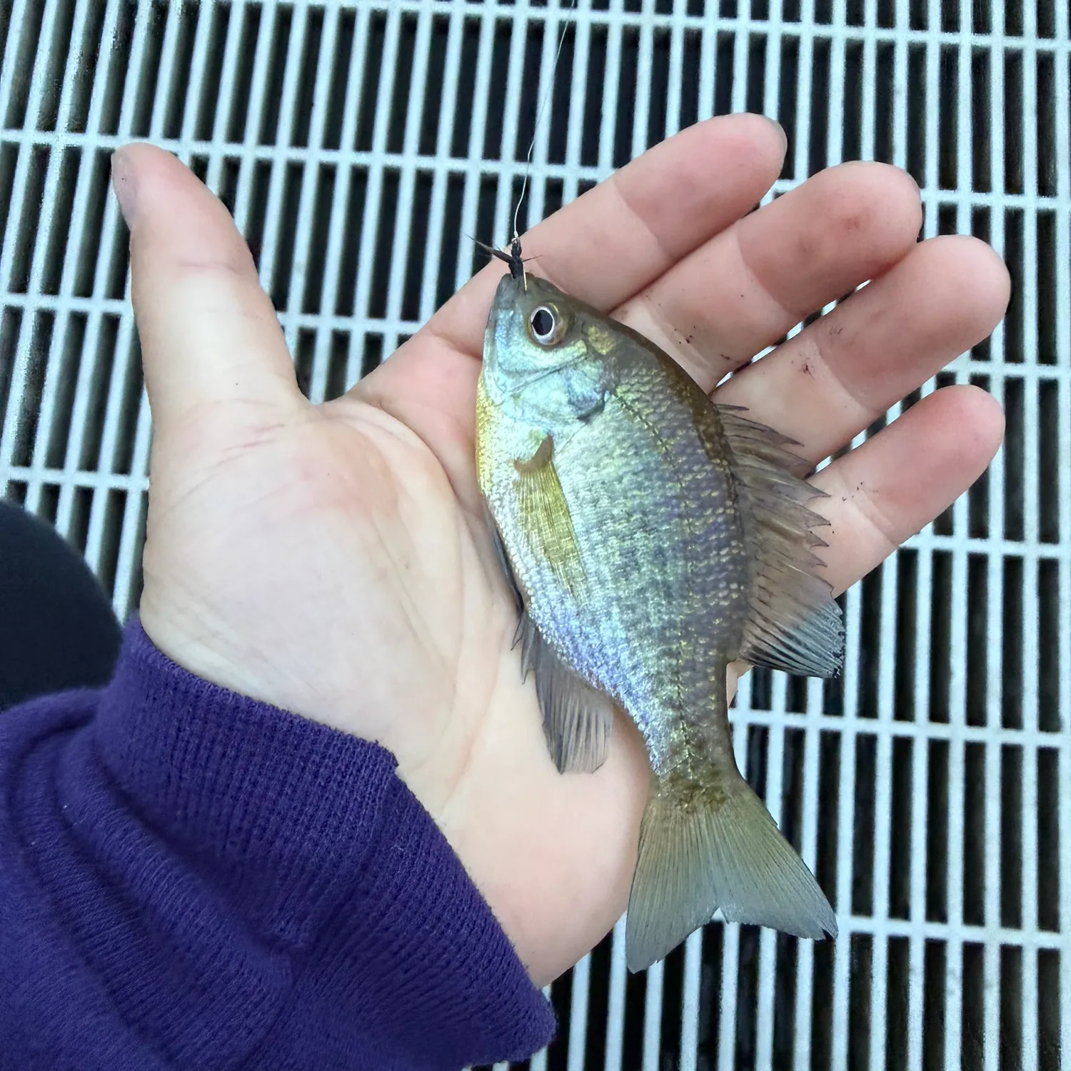 Bluegill caught on Fishbrain