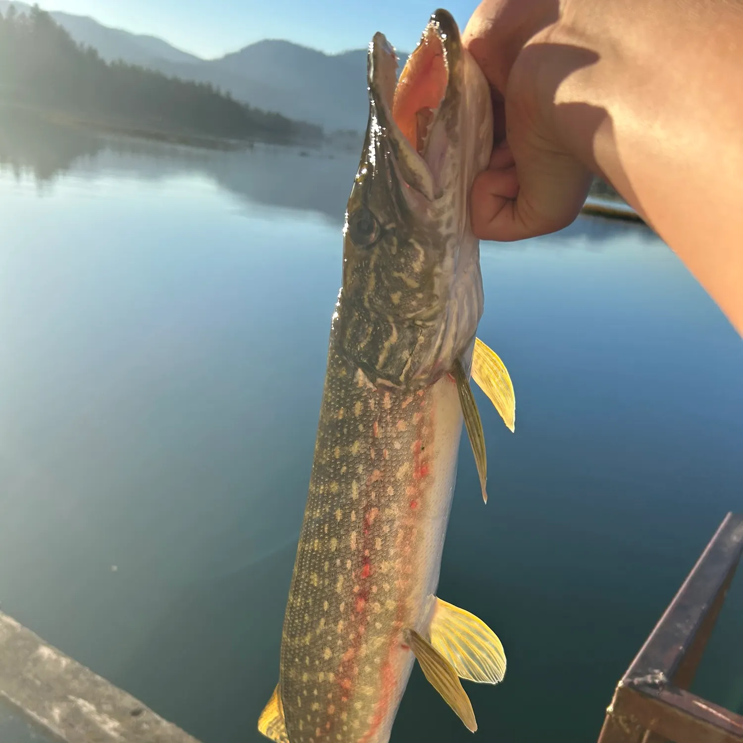 Fish caught on Fishbrain