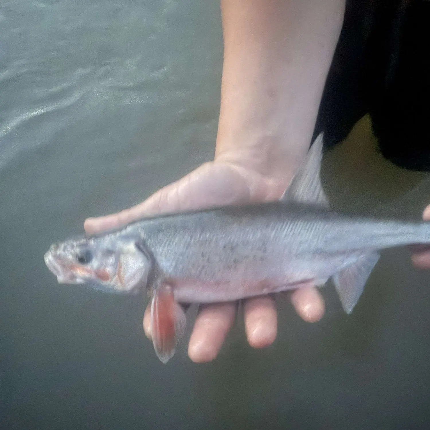 The most recent Bonytail chub catches on Fishbrain