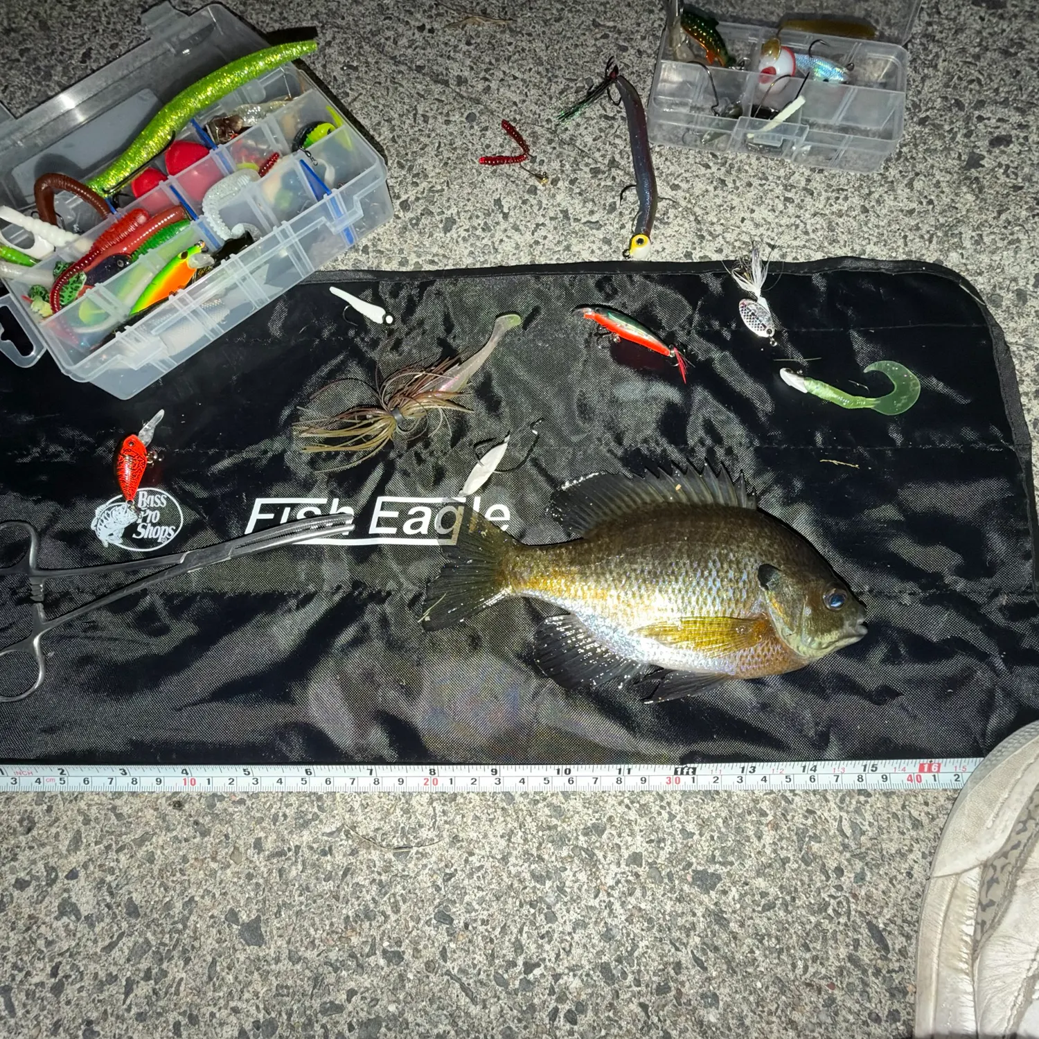 Bluegill caught on Fishbrain