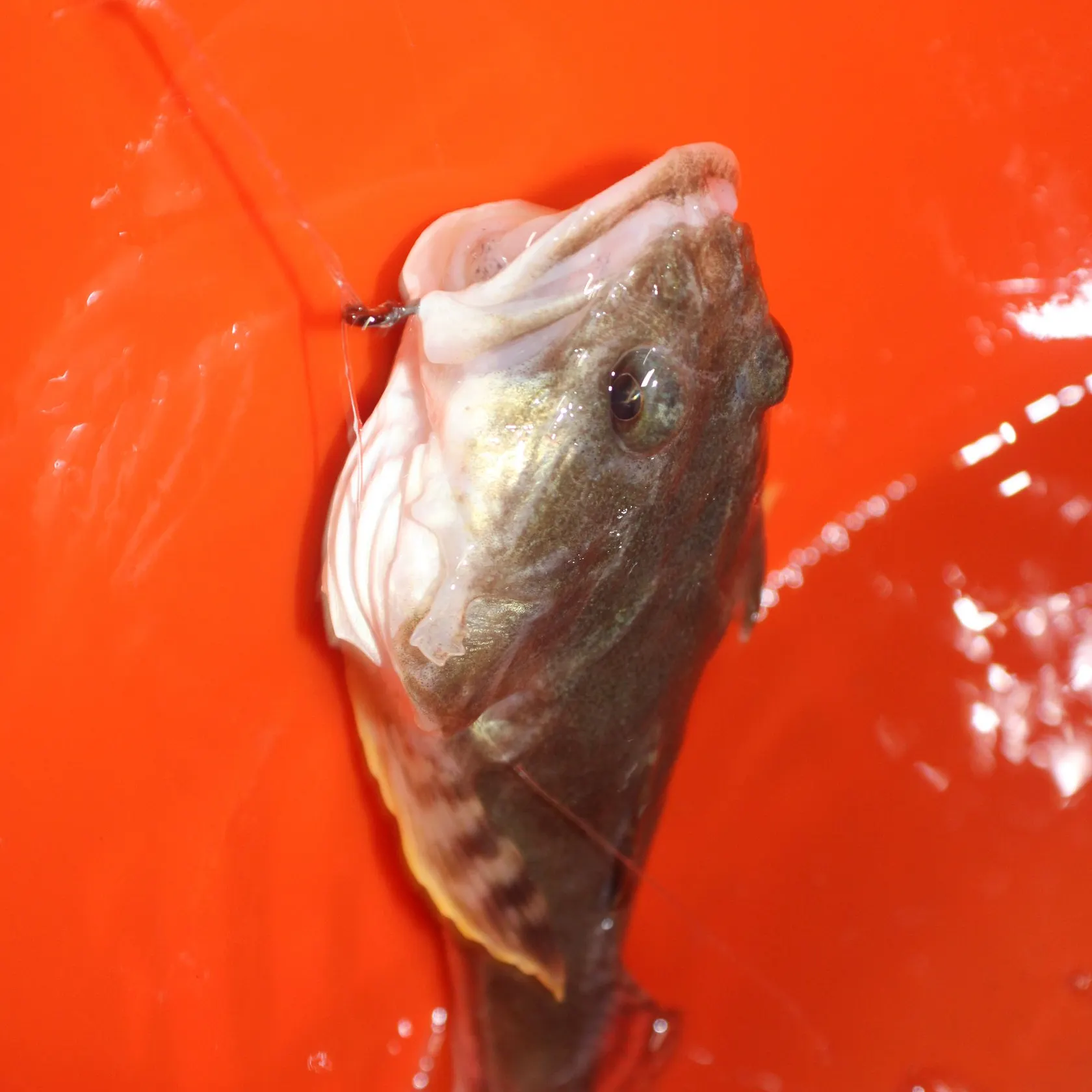 The most recent Longspined bullhead catches on Fishbrain