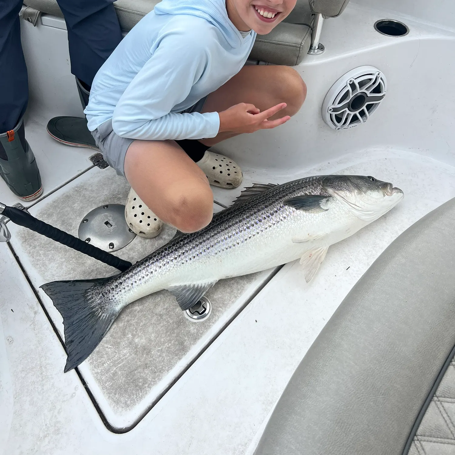 Striped bass caught on Fishbrain