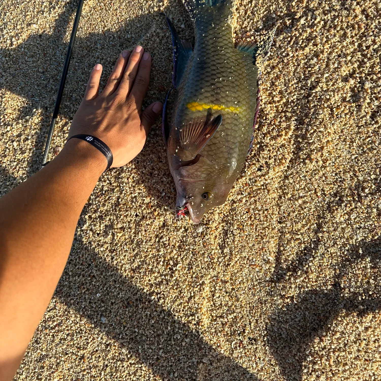 The most recent Rivulated parrotfish catches on Fishbrain