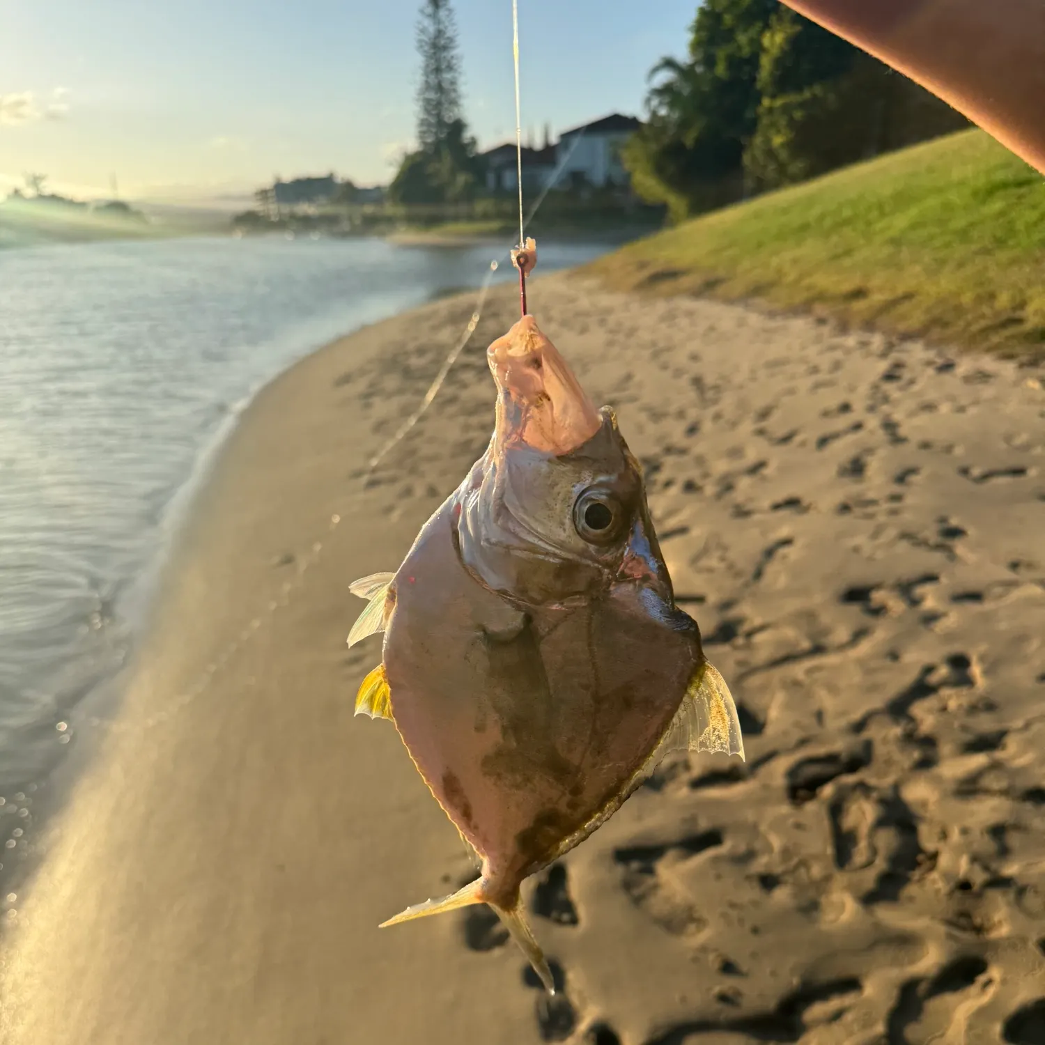 most liked catch image