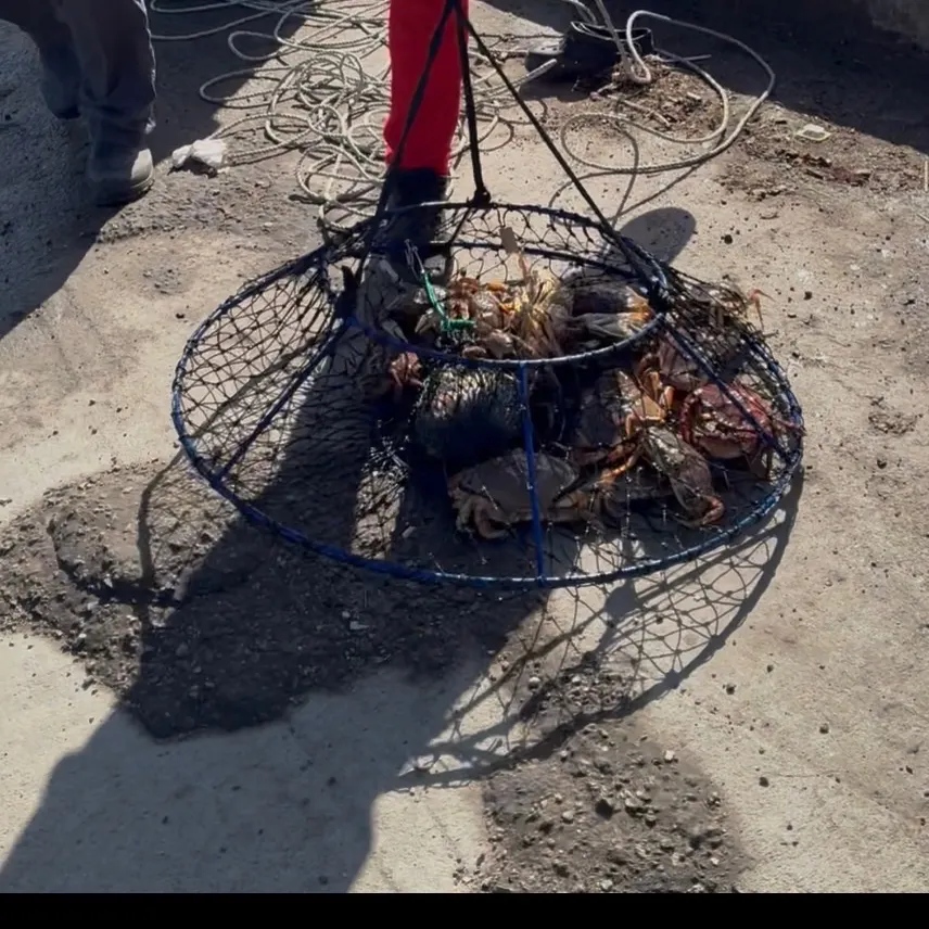The most recent Dungeness crab catches on Fishbrain