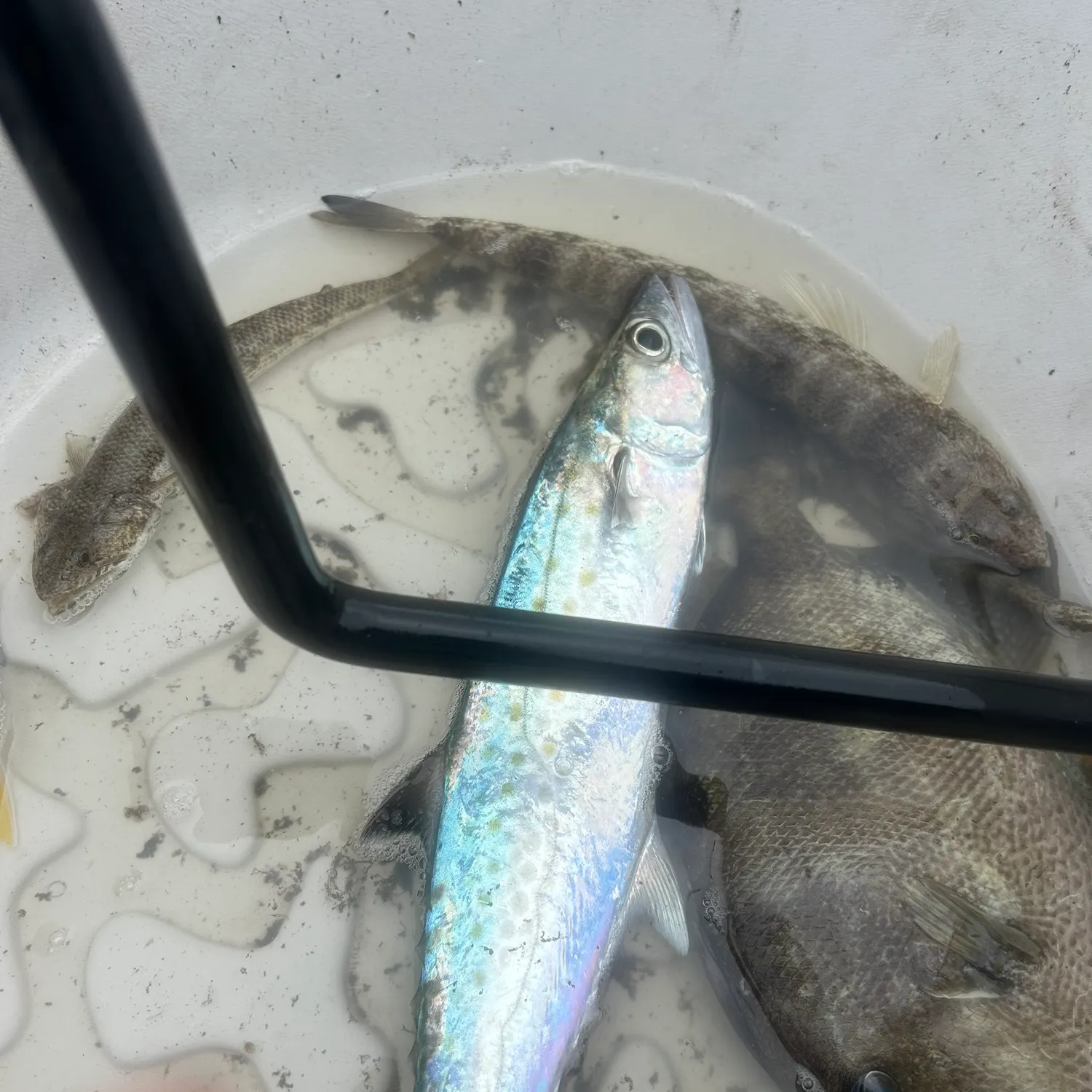 The most recent King mackerel catches on Fishbrain