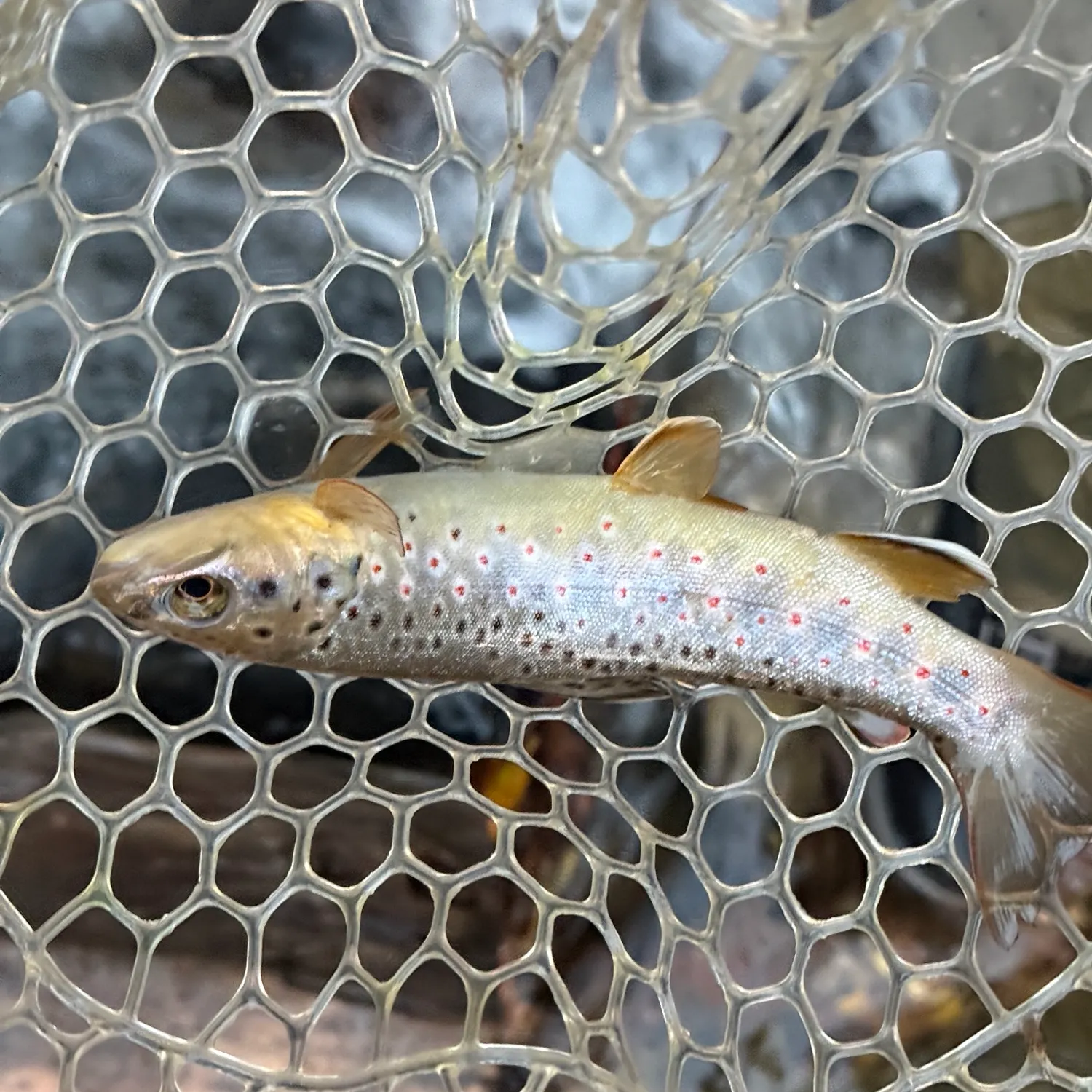 Brown trout caught on Fishbrain