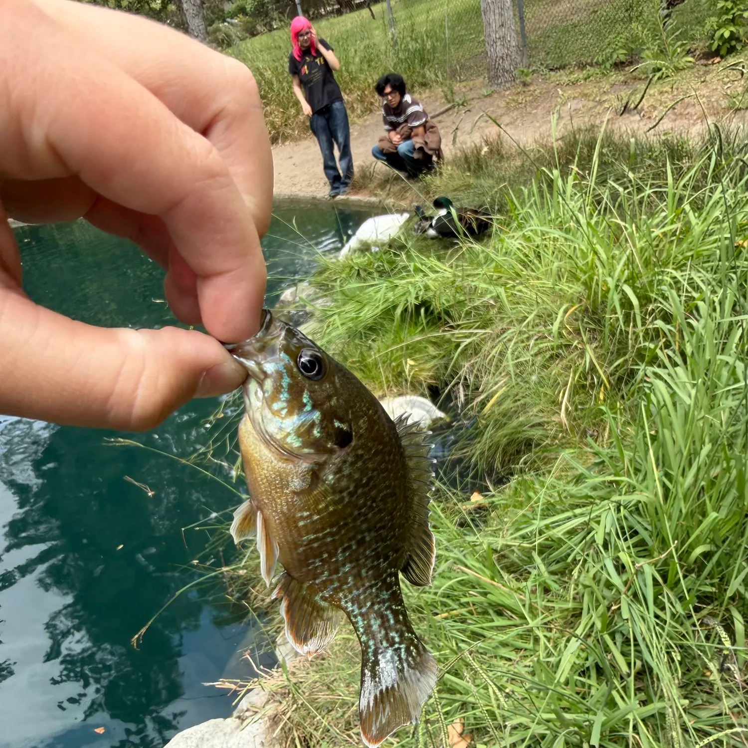 catch