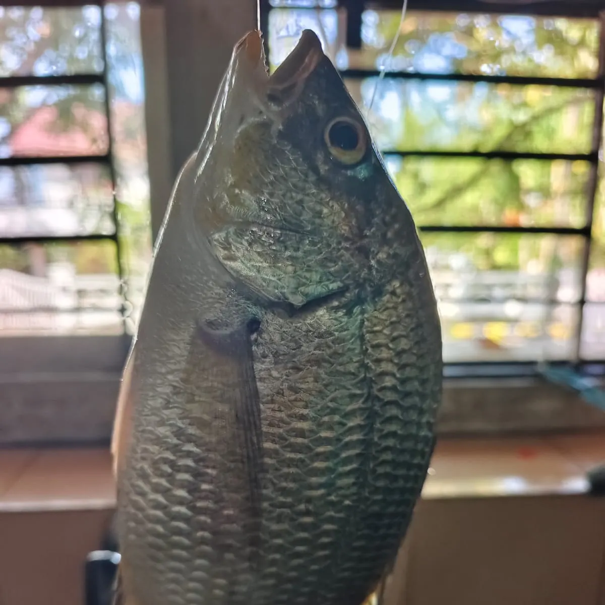 Picnic seabream caught on Fishbrain