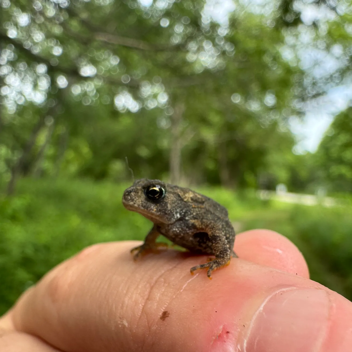 The most recent Warty frogfish catches on Fishbrain