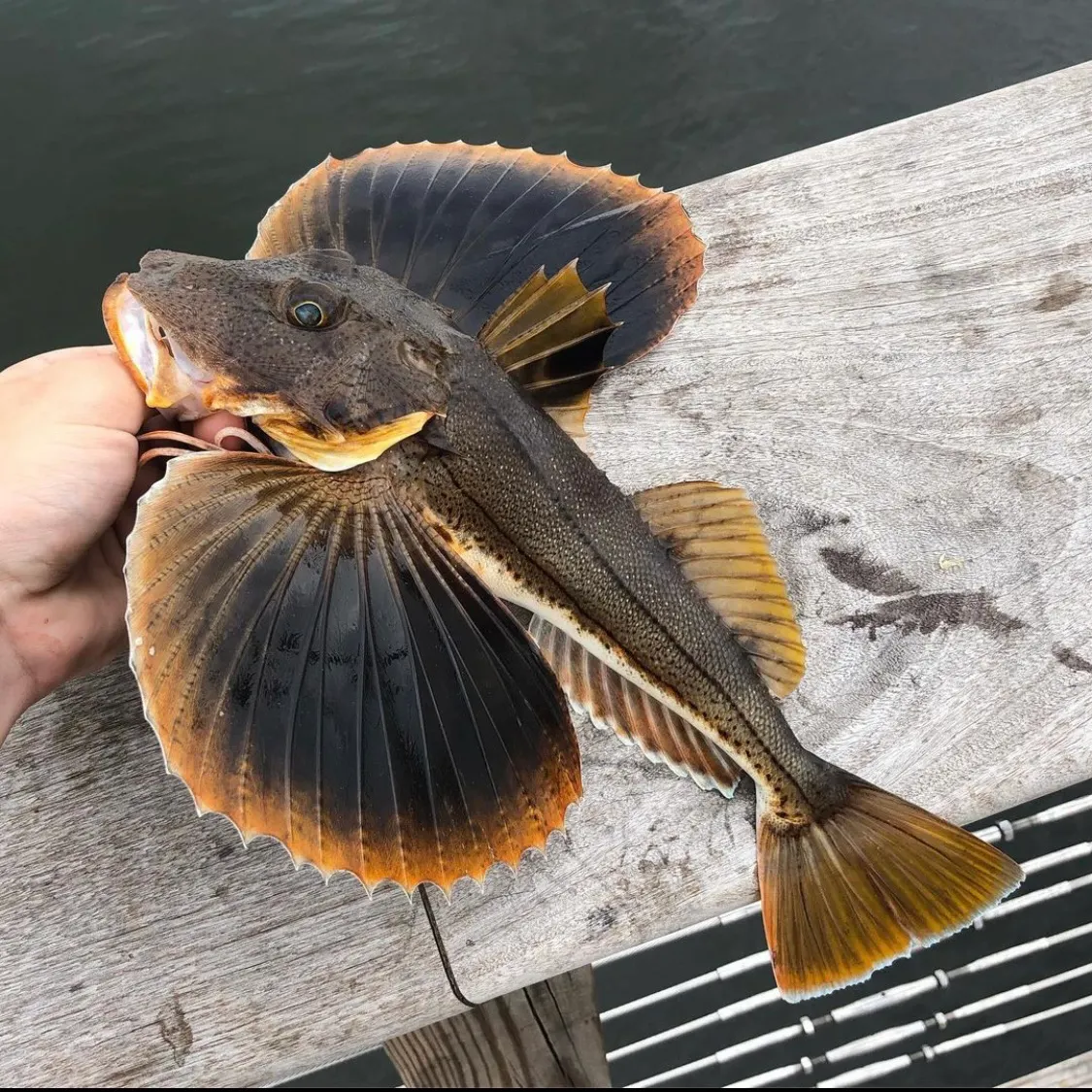 The most recent Striped searobin catches on Fishbrain