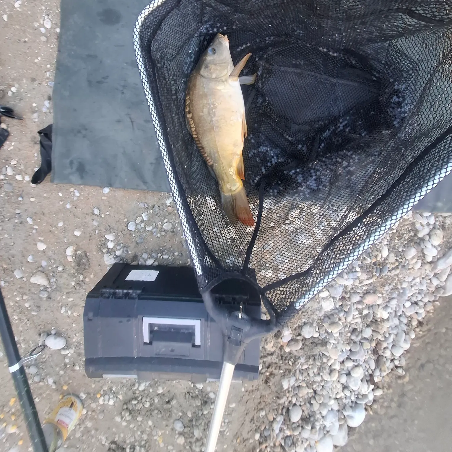 Mirror carp caught on Fishbrain