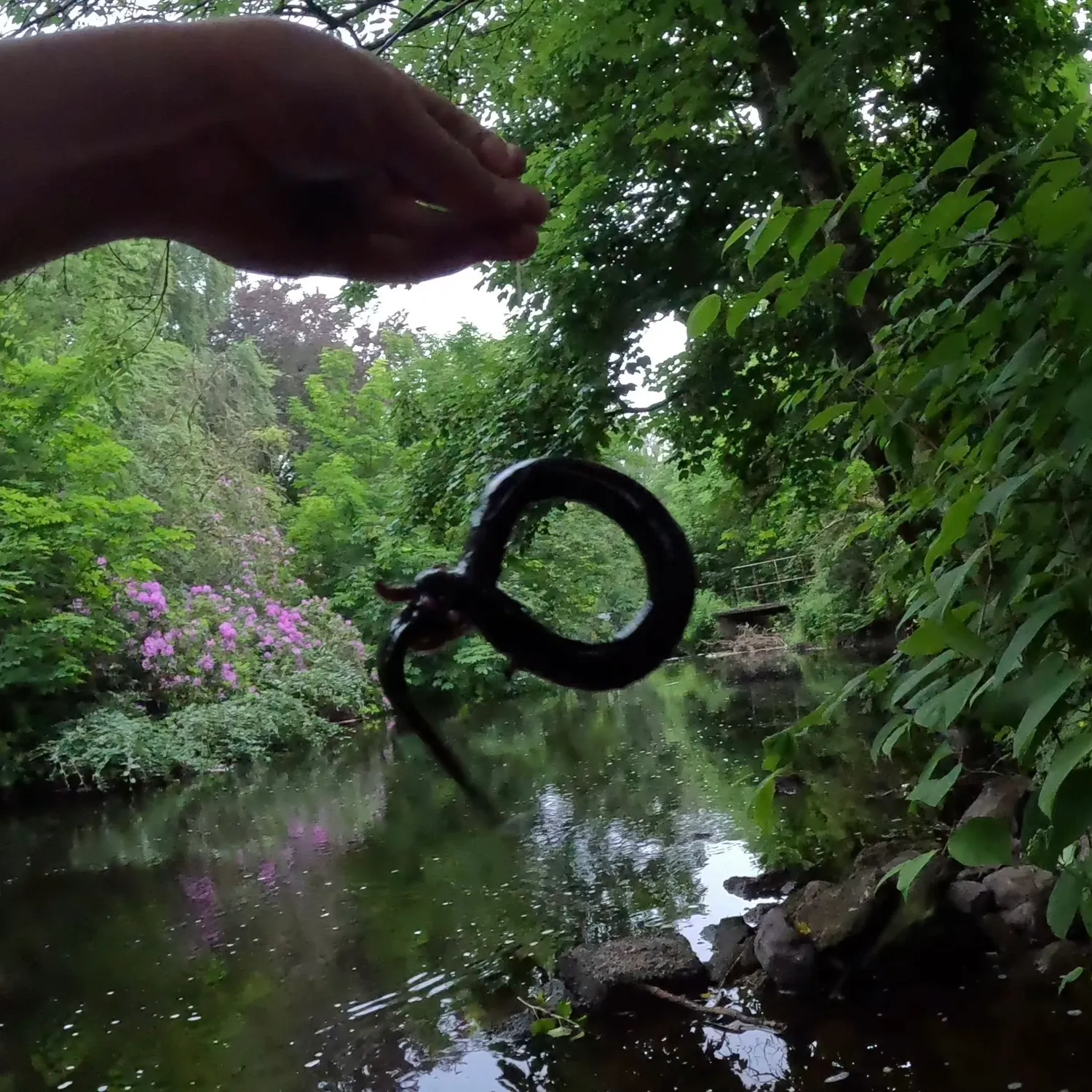 The most recent European eel catches on Fishbrain