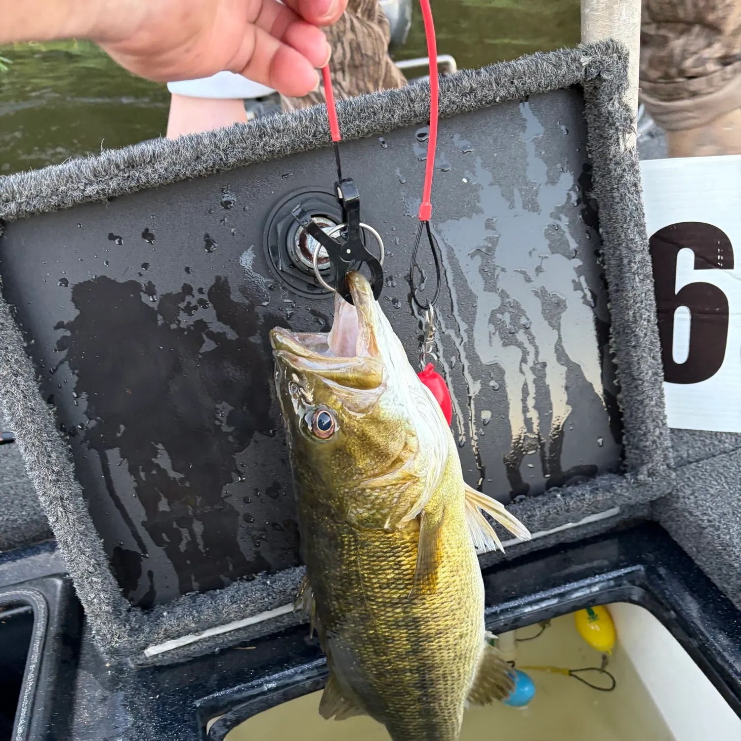 Spotted bass caught on Fishbrain